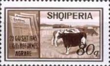 Cattle (Bos taurus) and Newspapers
