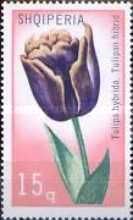 Tulip