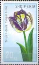 Tulip