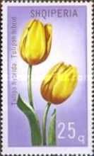 Tulip