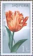 Tulip