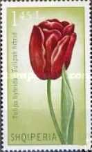 Tulip