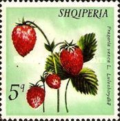 Wild Strawberries