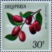 Dogwood berries