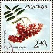 Rowan berries