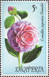 Japanese camellia (Camellia japonica)