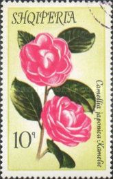 Japanese camellia (Camellia japonica)