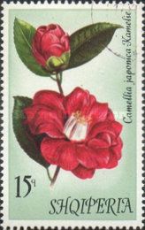 Japanese camellia (Camellia japonica)