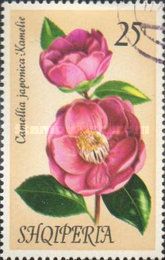 Japanese camellia (Camellia japonica)