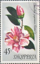 Japanese camellia (Camellia japonica)