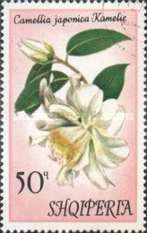 Japanese camellia (Camellia japonica)