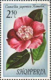 Japanese camellia (Camellia japonica)