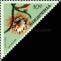 Queen of the Night (Selenicereus macdonaldiae)