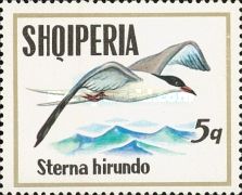 Common Tern (Sterna hirundo)