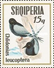 White-winged Tern (Chlidonias leucoptera)