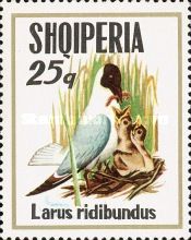 Black-headed Gull (Larus ridibundus)