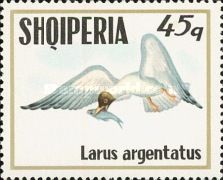European Herring Gull (Larus argentatus)