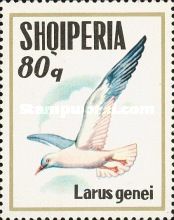 Slender-billed Gull (Larus genei)