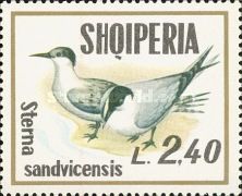 Sandwich Tern (Sterna sandvicensis)