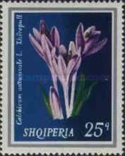 Autumn Crocus (Colchicum autumnale)