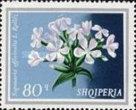 ‭Soapwort (Saponaria officinalis)