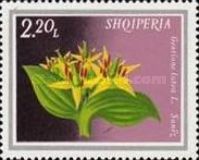 Gentian (Gentiana lutea)