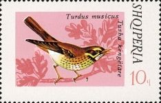 Redwing (Turdus iliacus)