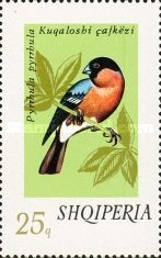 Eurasian Bullfinch (Pyrrhula pyrrhula)