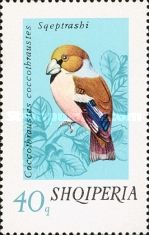 Hawfinch (Coccothraustes coccothraustes)