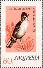 Eurasian Blackcap (Sylvia atricapilla)