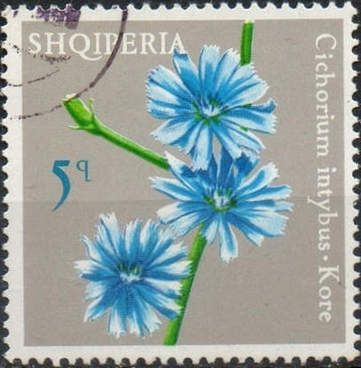 Chicory (Cichorium intybus)