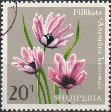 Anemone (Anemone hortensis)