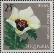 Hibiscus (Hibiscus trionum)