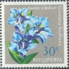 Stemless gentian (Gentiana kochiana)