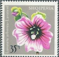 Tree Mallow (Lavatera arborea)