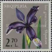Grass Iris (Iris graminea)