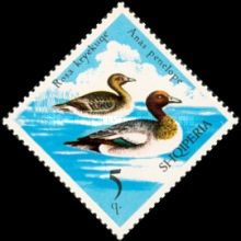 Eurasian Wigeon (Anas penelope)