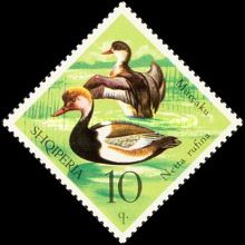 Red-crested Pochard (Netta rufina)