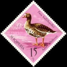 Greater White-fronted Goose (Anser albifrons)
