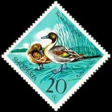 Northern Pintail (Anas acuta)