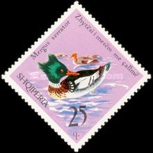 Red-breasted Merganser (Mergus serrator)