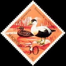 Eider Duck (Somateria mollissima)