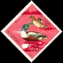 Northern Shoveler (Spatula clypeata)