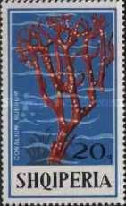 Red Coral (Coralltum rubrum)
