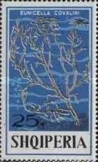 Yellow Gorgonian (Eunicella cavolini)