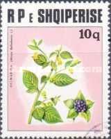 Belladonna (Atropa belladonna)
