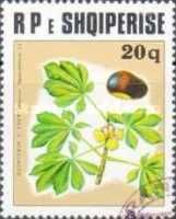 Horse Chestnut (Aesculus hippocastanum)