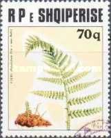 Fern (Polistichum filix mas)