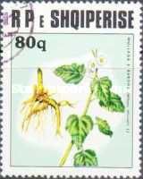 Marshmallow (Althea officinalis)