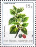 Black Mulberry (Morus nigra)